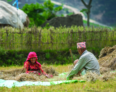 Farmers attracted to herbs production in Kailali